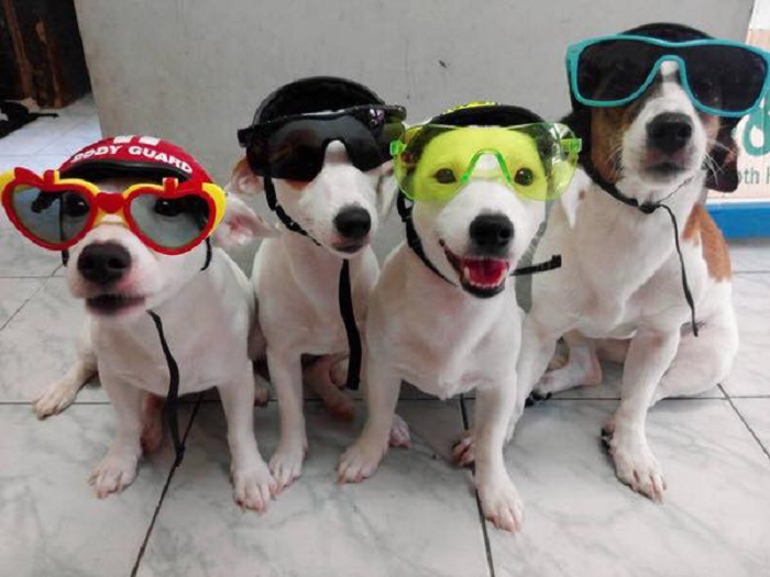 top 10 dia chi ban cho canh tai hue uy tin chat luong hien nay 6041